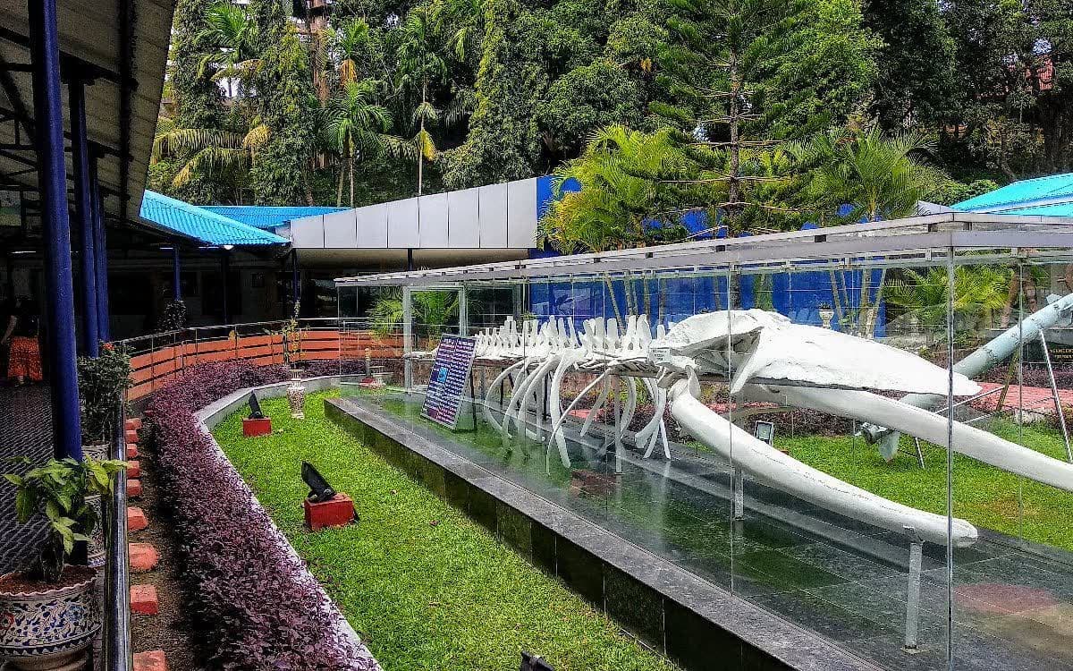 Discover Marine Life at Samudrika Museum