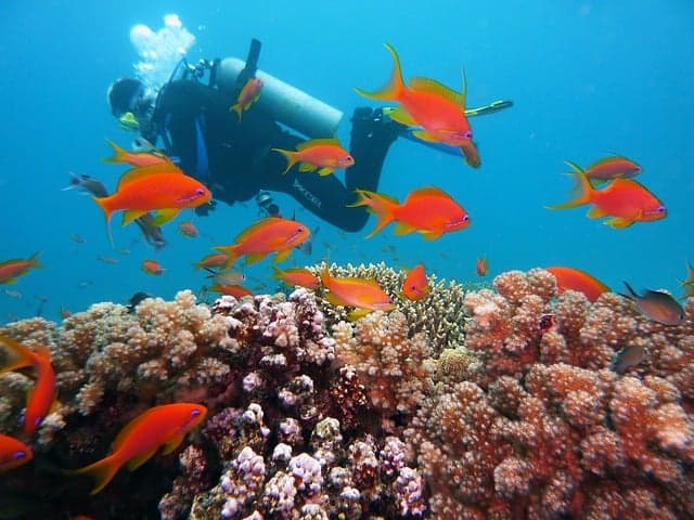 Scuba Diving at North Bay Island